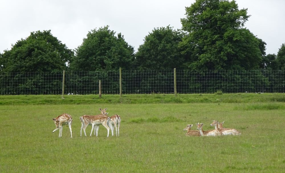 Fallow Deer 1r